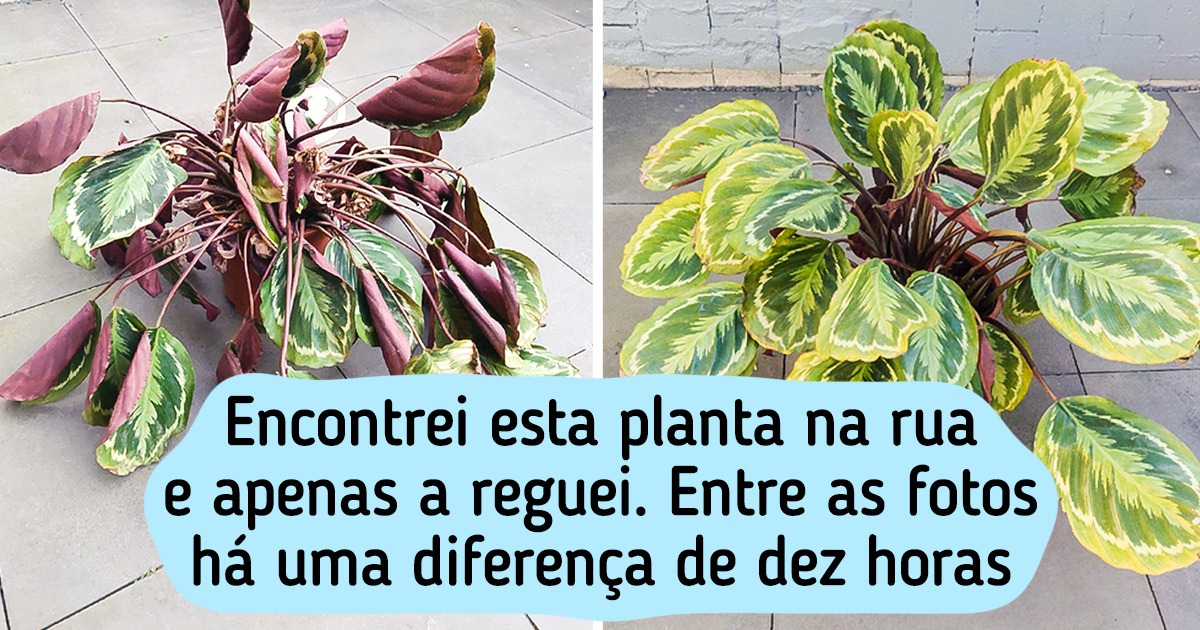 20+ Casos de pessoas que compraram uma plantinha e depois nunca mais conseguiram parar