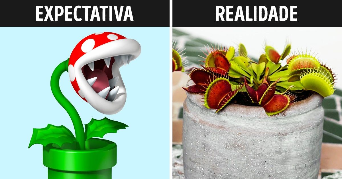 8 Belas plantas carnívoras que você pode cultivar em casa