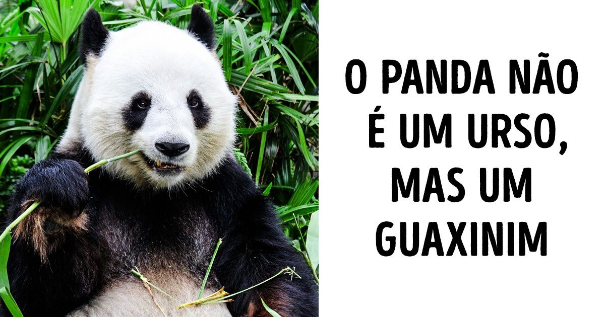23 Fatos do mundo cujo conhecimento fará de você uma pessoa erudita