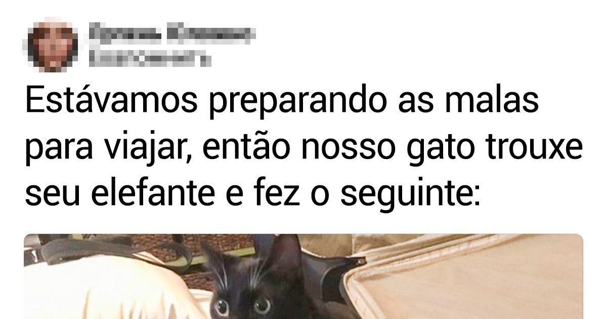 15+ Fotos comoventes que demonstram a conexão especial entre animais e seus brinquedos favoritos