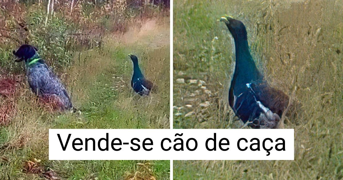 20 Pessoas com mestrado em autoironia (e que poderiam assumir o lugar de muitos marketeiros)