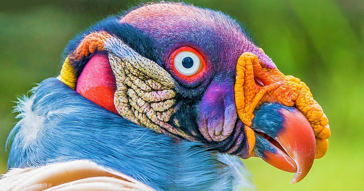 10 Pássaros Que Parecem Mais Extraterrestres Que Animais Incrível 3742