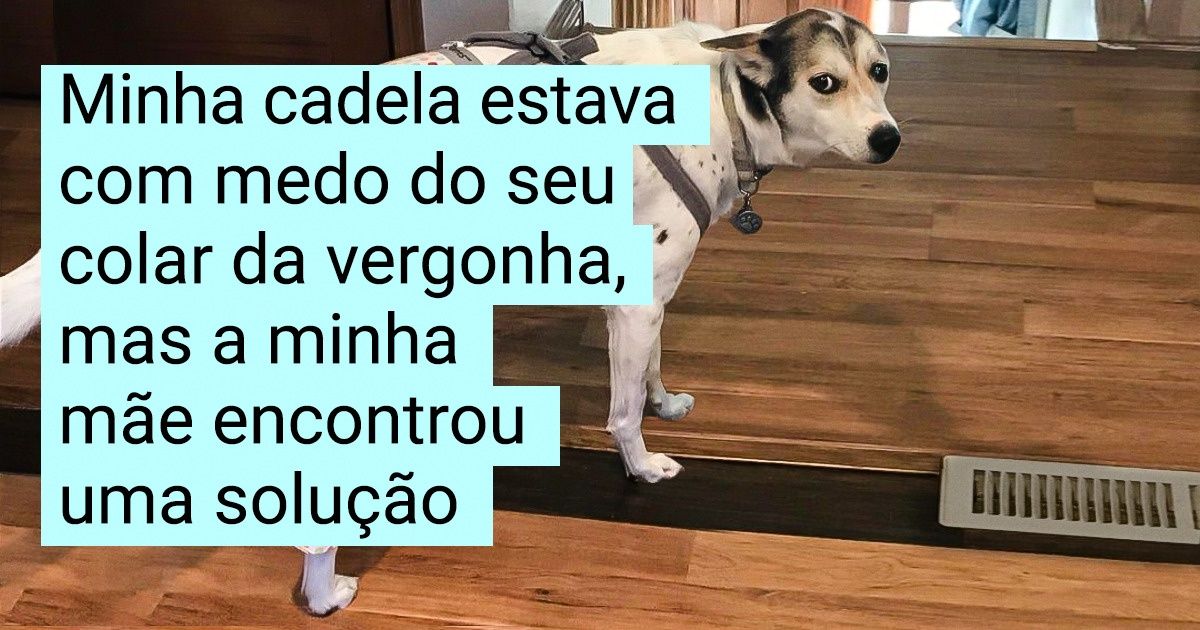 16 Provas de que a relação entre um pet e seu dono é especialmente única
