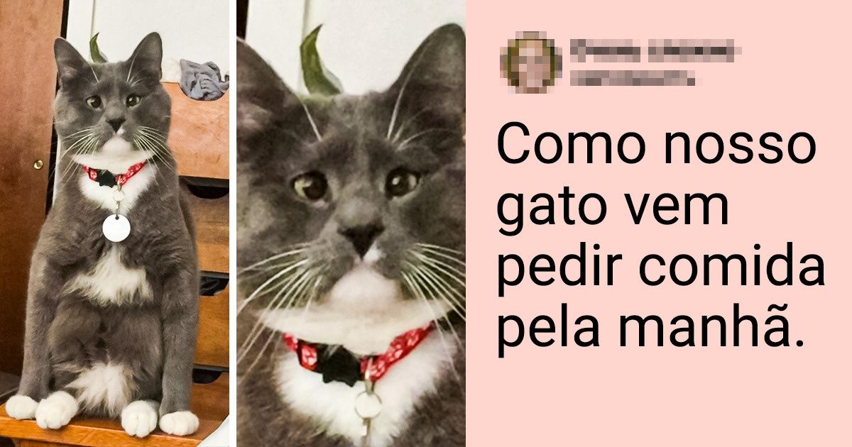 20+ Animais de estimação capazes de aprontar qualquer coisa por um pouco de comida