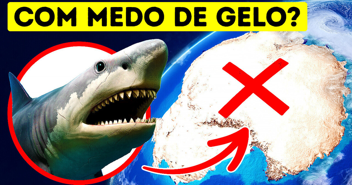 O Megalodonte reinou nos oceanos, mas não na Antártica
