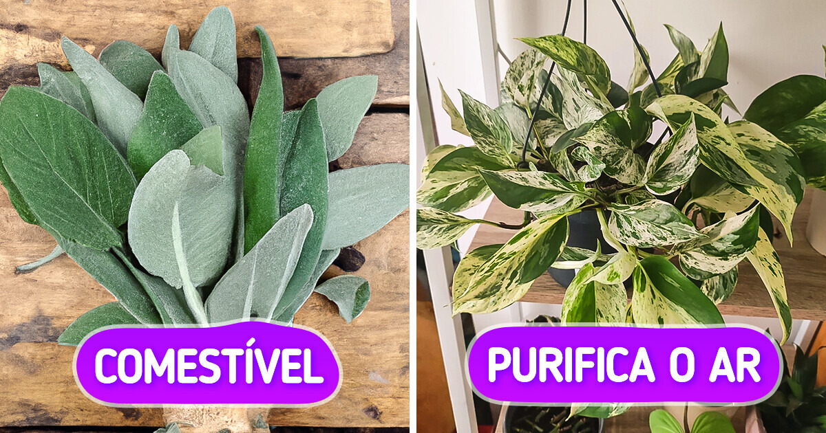 10 Plantas que possuem outras funções além do efeito decorativo 10 Plantas que possuem outras funções além do efeito decorativo