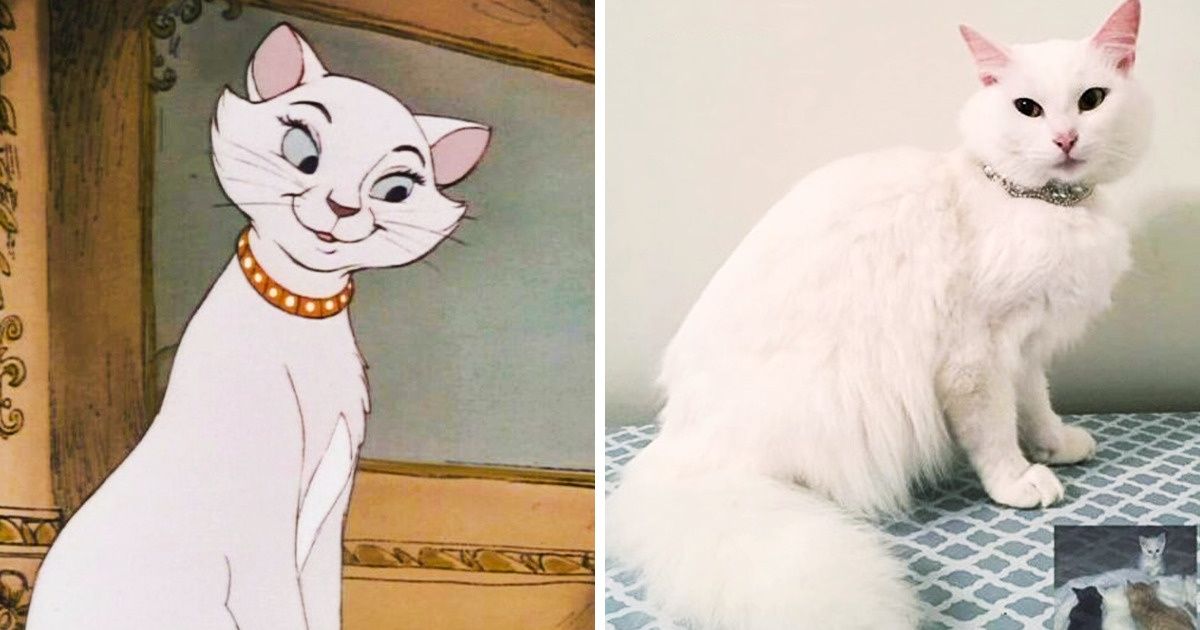 Aristogatas famoso desenho da gata Marie vai ganhar live-action