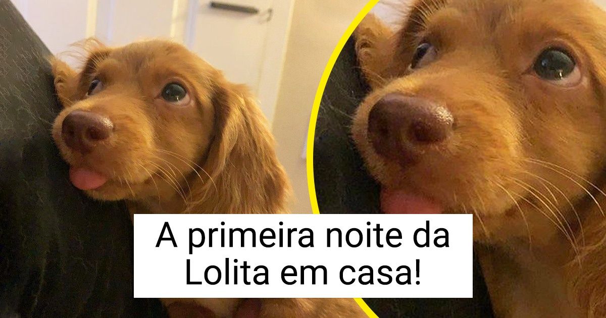 20 Pets adotados que não faziam ideia do quanto seriam felizes 20 Pets adotados que não faziam ideia do quanto seriam felizes