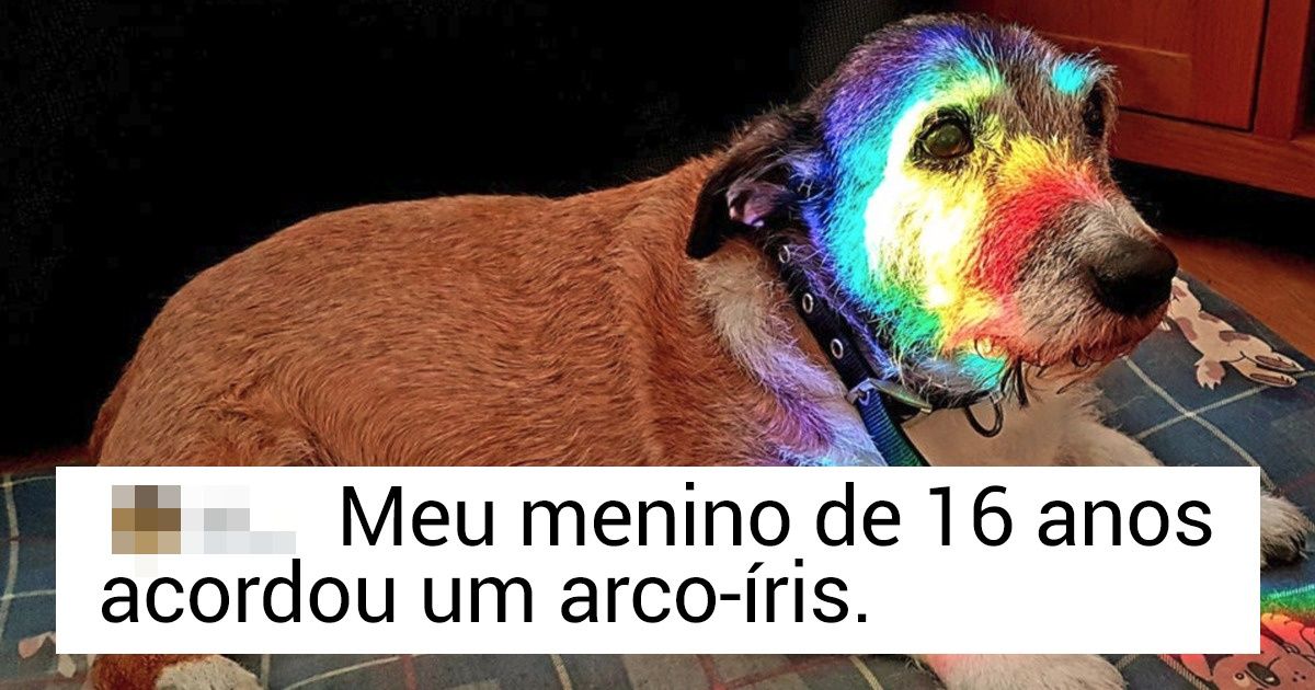 20+ Lembranças sobre o quão importante é apreciar seu animal de estimação enquanto ele está com você 20+ Lembranças sobre o quão importante é apreciar seu animal de estimação enquanto ele está com você