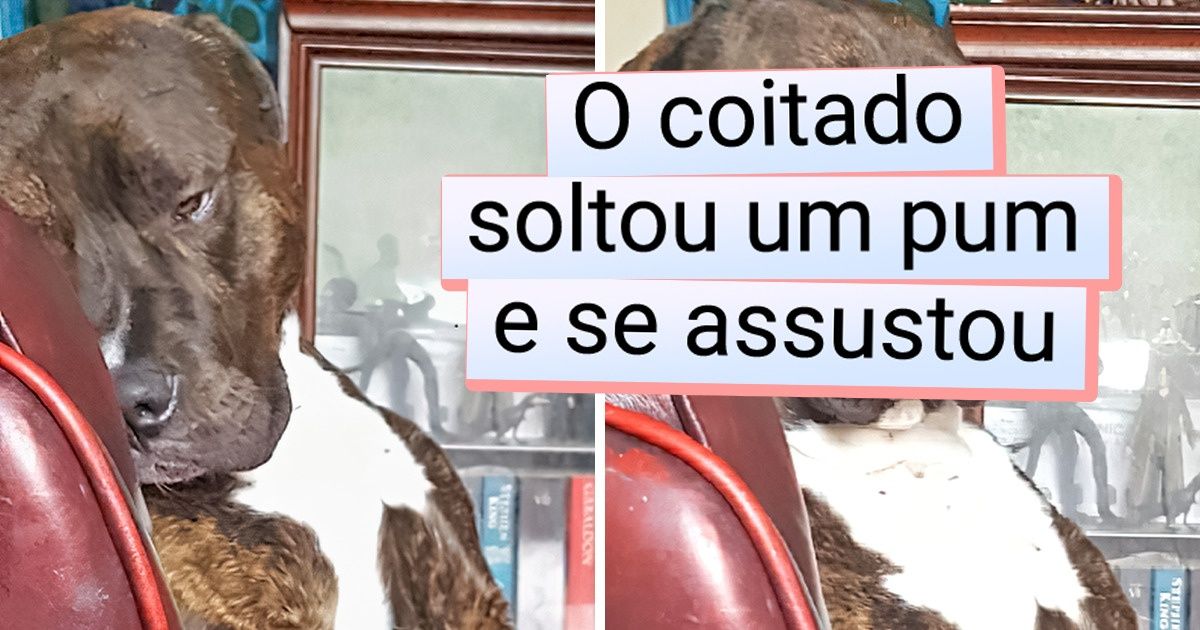 18 Animais que seriam artistas de teatro se fossem seres humanos 18 Animais que seriam artistas de teatro se fossem seres humanos