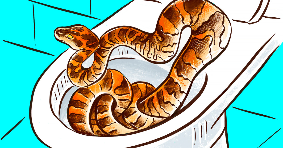 As Cobras Podem Mesmo Entrar Pelo Encanamento Do Vaso Sanitário? As Cobras Podem Mesmo Entrar Pelo Encanamento Do Vaso Sanitário?