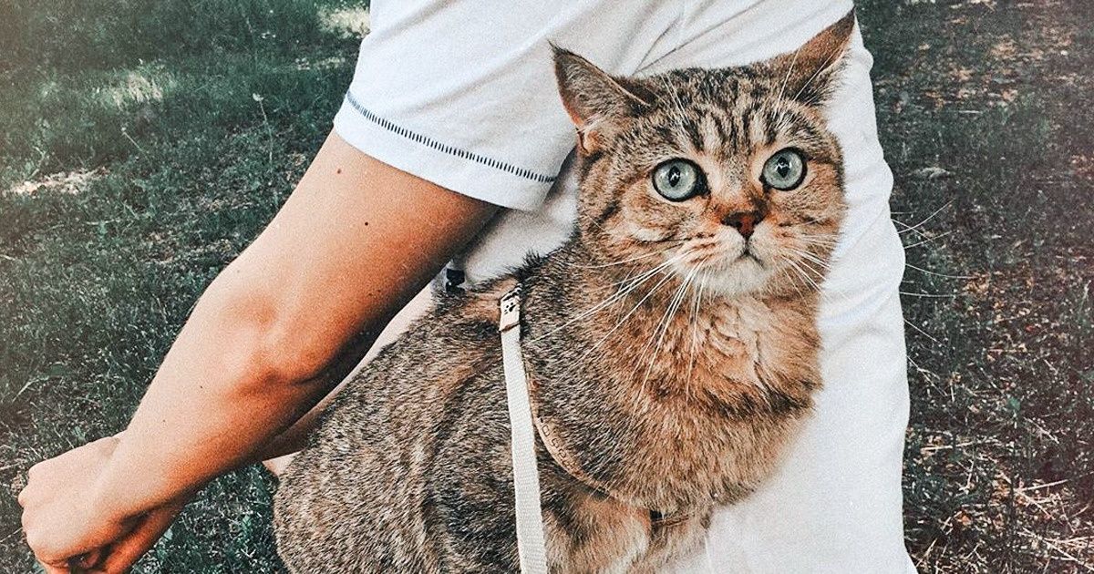 7 Truques para conseguir levar seu gato para passear na coleira