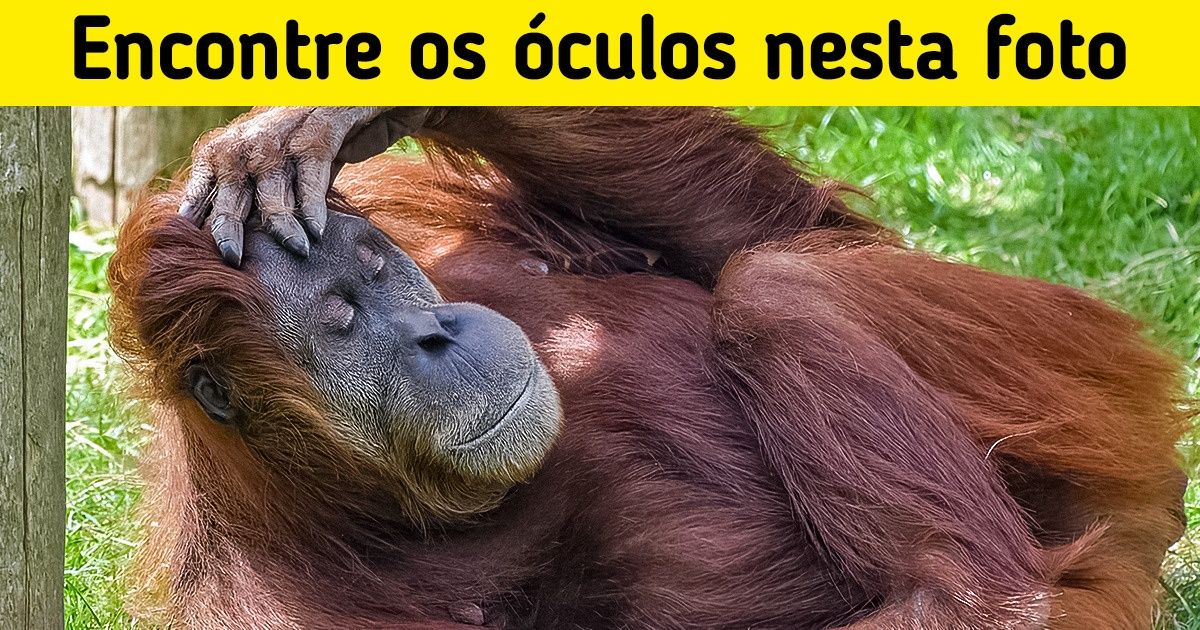 Teste: Melhore sua acuidade visual encontrando os objetos escondidos em cada imagem (nova seleção)