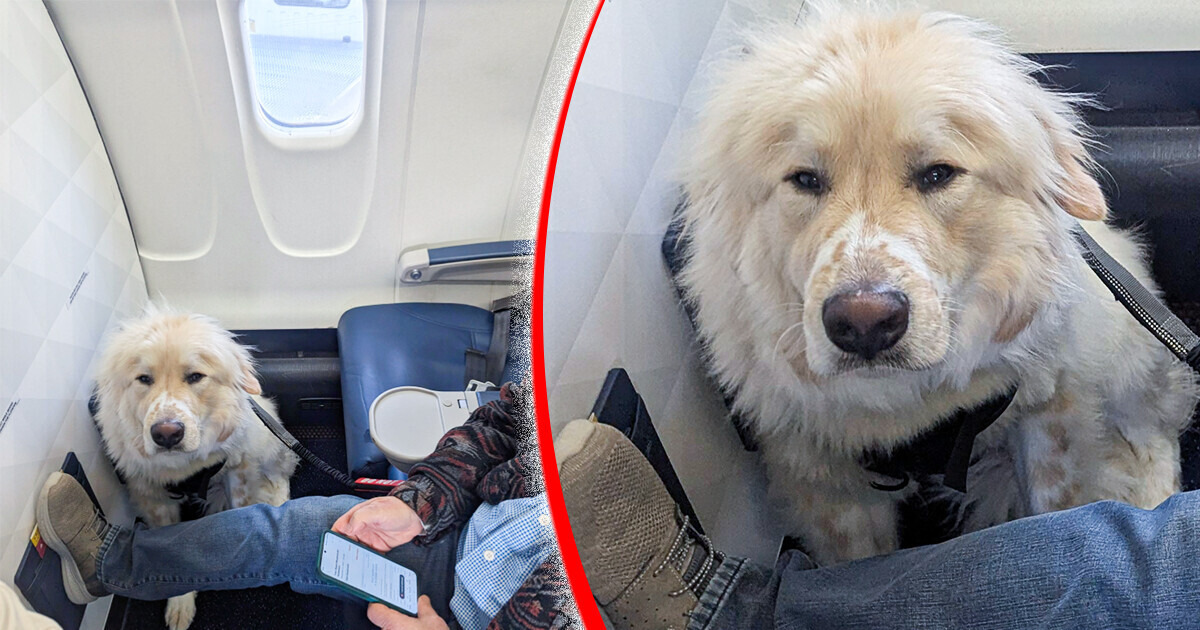 Passageiro se revolta ao ceder assento da primeira classe para um cachorro, mas decisão divide opiniões Passageiro se revolta ao ceder assento da primeira classe para um cachorro, mas decisão divide opiniões