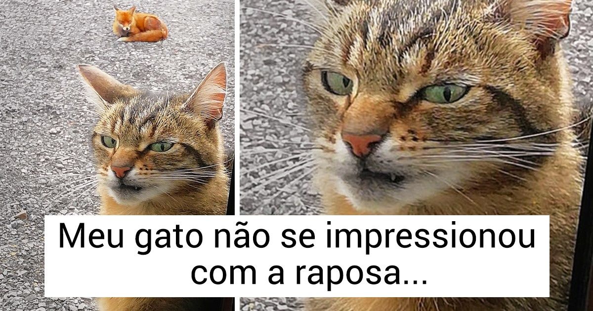 17 Cachorros e gatos superemotivos cujas expressões dizem tudo 17 Cachorros e gatos superemotivos cujas expressões dizem tudo