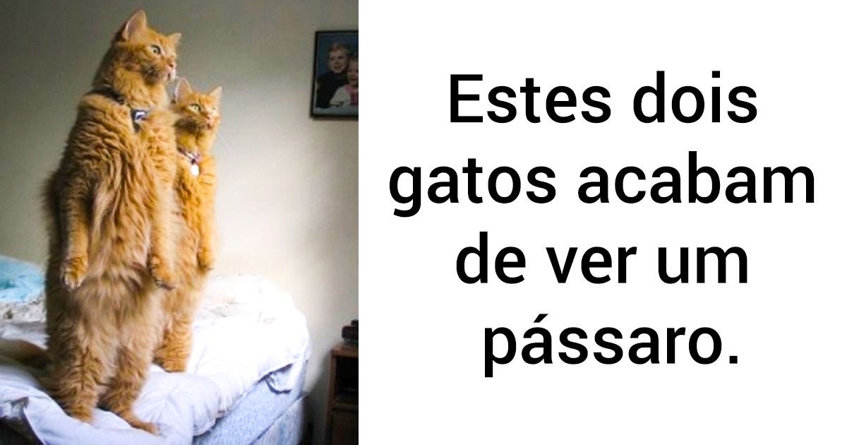 20 Animais que tentaram fazer algo novo e se expressaram de um jeito único