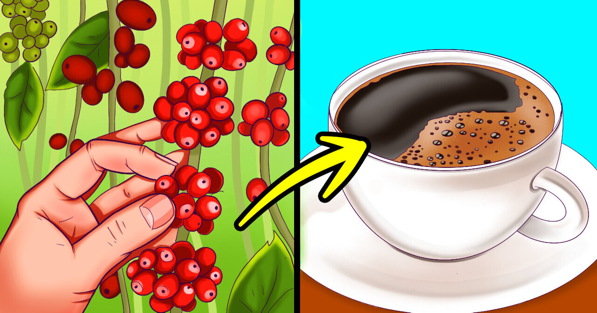 Dos grãos à sua xícara: da fascinante história do café Dos grãos à sua xícara: da fascinante história do café