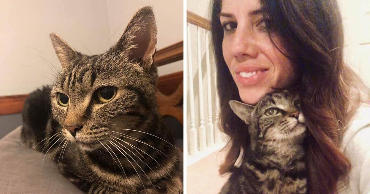 Mulher reencontra seu gato desaparecido depois de 11 anos Mulher reencontra seu gato desaparecido depois de 11 anos