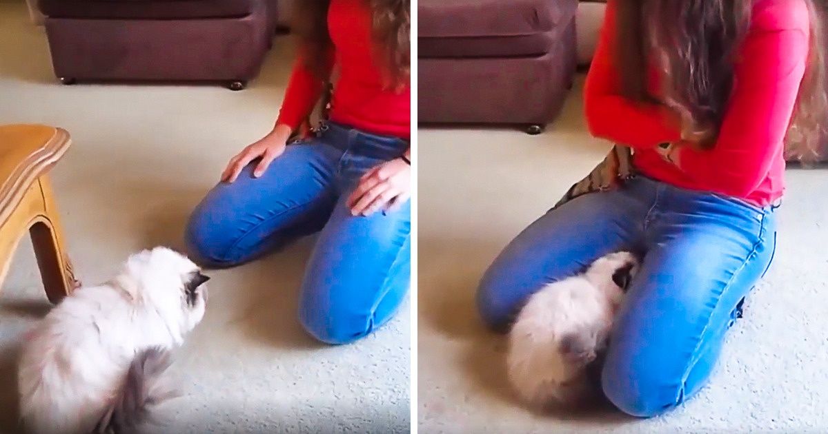 23 Momentos típicos na vida de quem tem gato em casa 23 Momentos típicos na vida de quem tem gato em casa