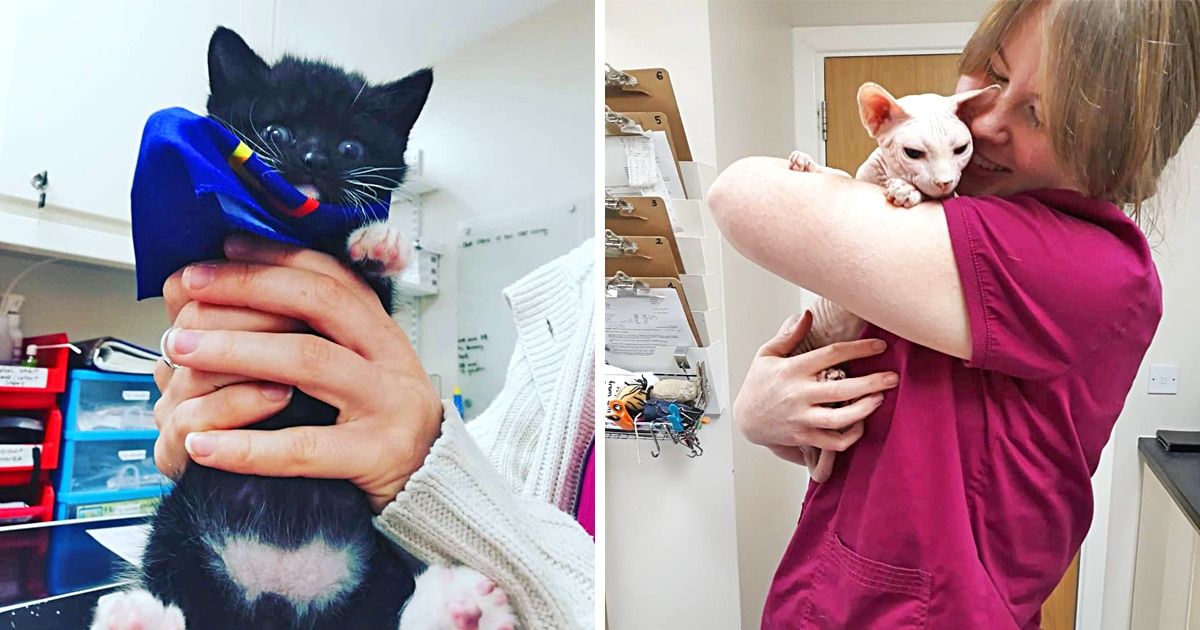 Esta clínica irlandesa paga para acariciar gatinhos doentes, e muitos querem esse emprego
