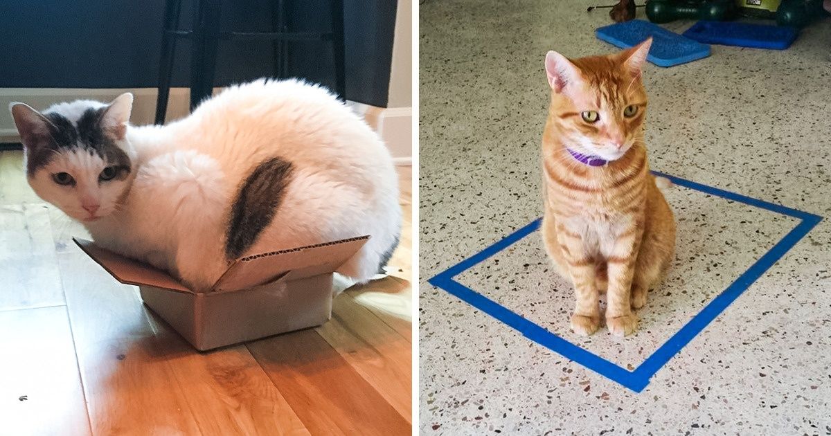 Por que os gatos adoram se encaixar em pequenos espaços