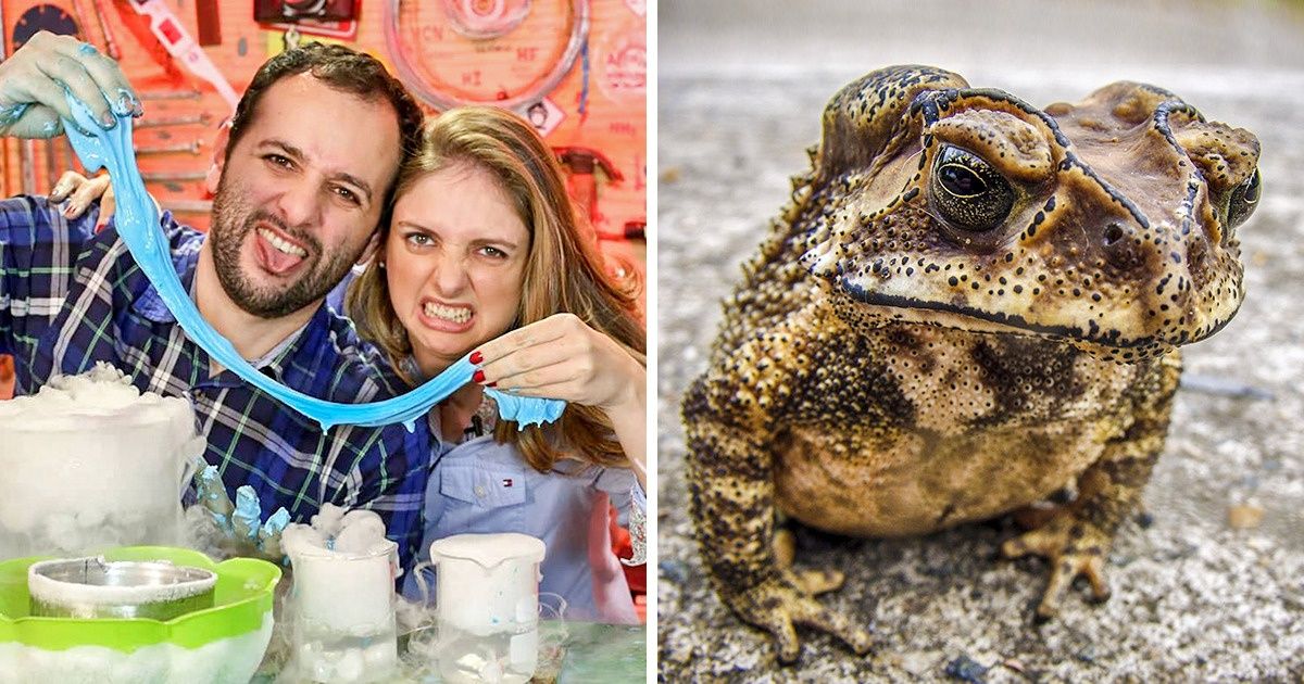 7 Recordes brasileiros curiosos que estão no Guinness Book 7 Recordes brasileiros curiosos que estão no Guinness Book