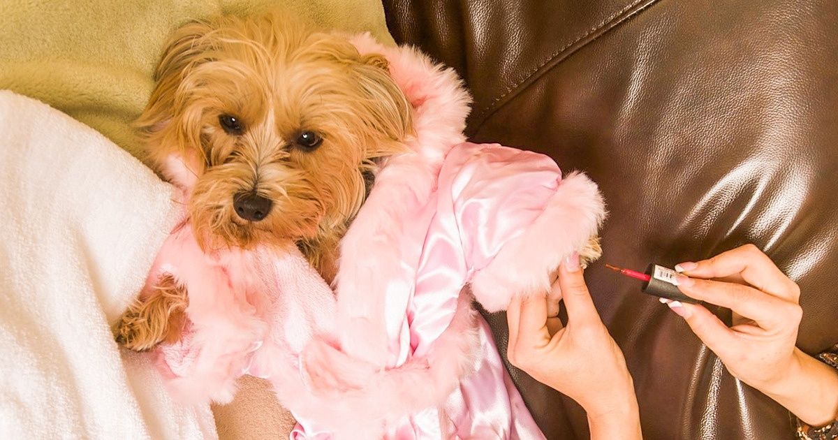 Site fez concurso para achar o primeiro cachorro crítico de hotéis “pet friendly” para viajar pelo mundo (com seu dono, é claro)