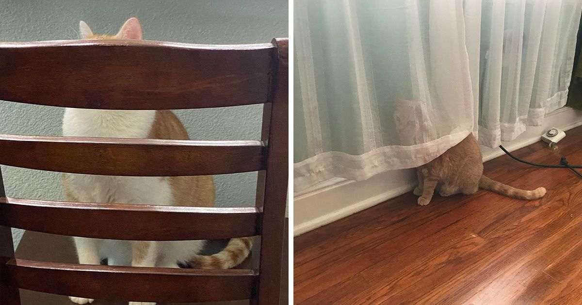 20 Animais de estimação que gostam de se esconder dos seus donos (e nos matam de tanta fofura)