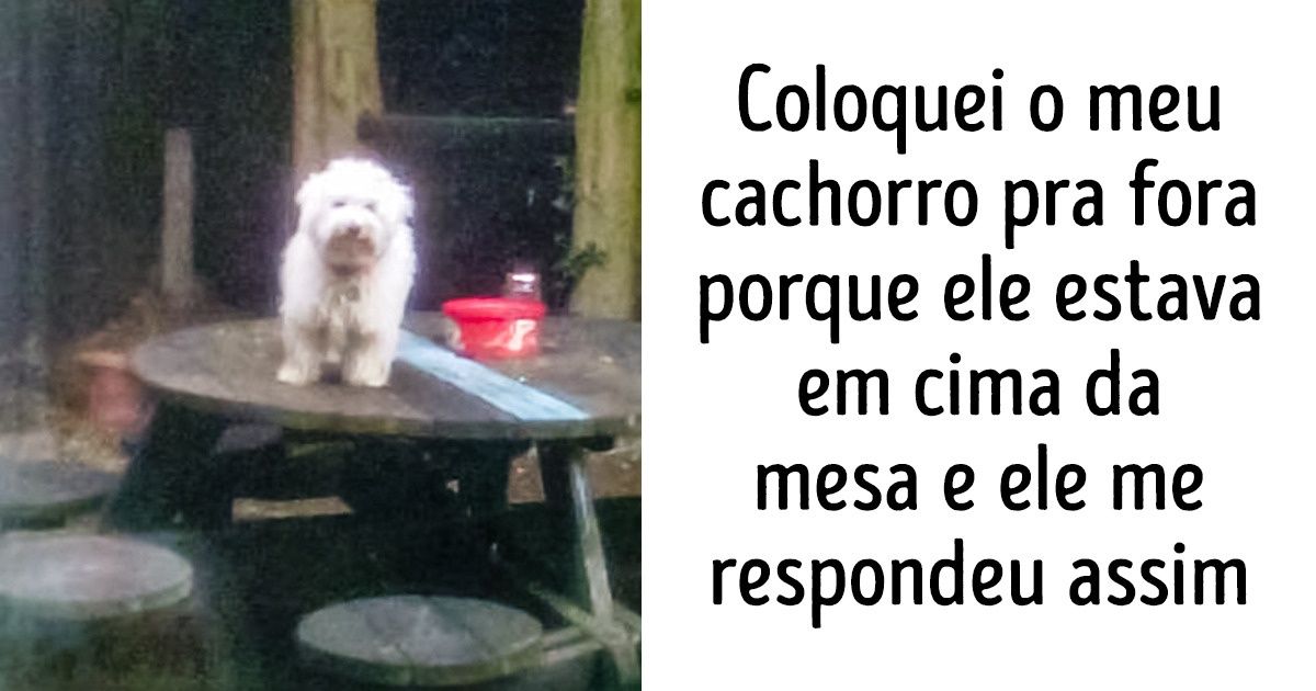 22 Animais rebeldes e orgulhosos que não querem saber de regras
