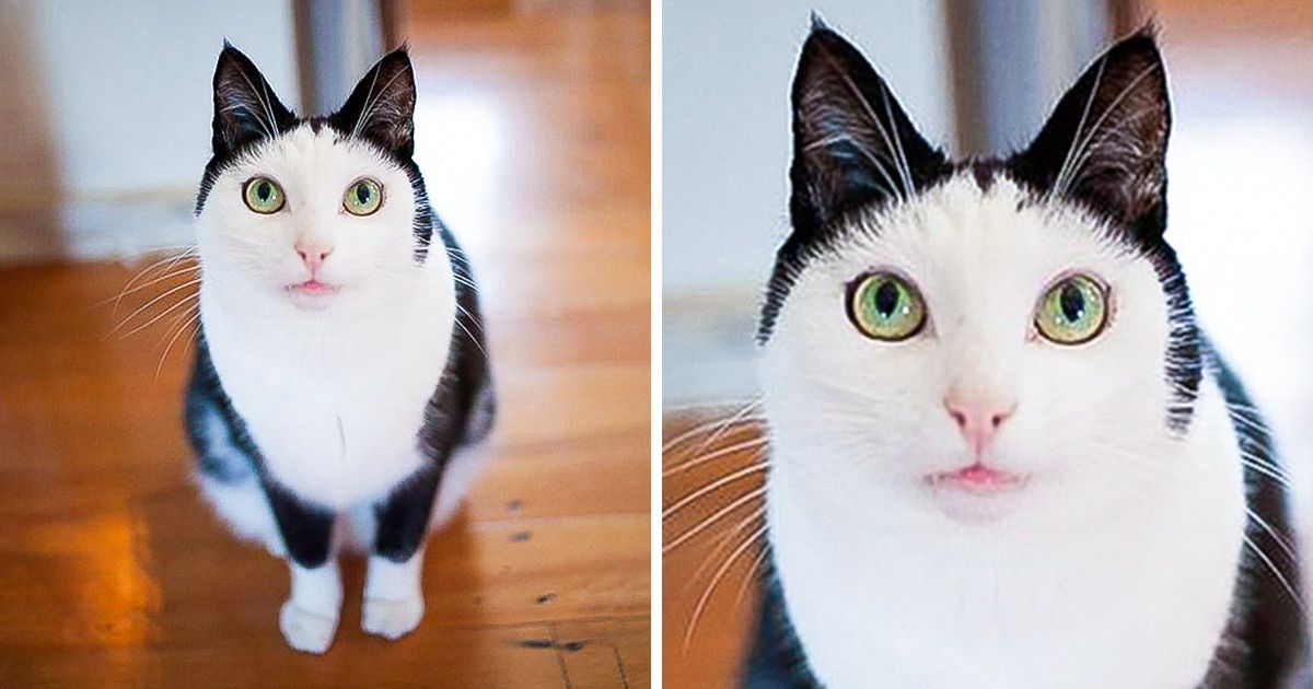 20+ Animais cuja aparência fora do padrão faz com que sejam ainda mais fofos 20+ Animais cuja aparência fora do padrão faz com que sejam ainda mais fofos