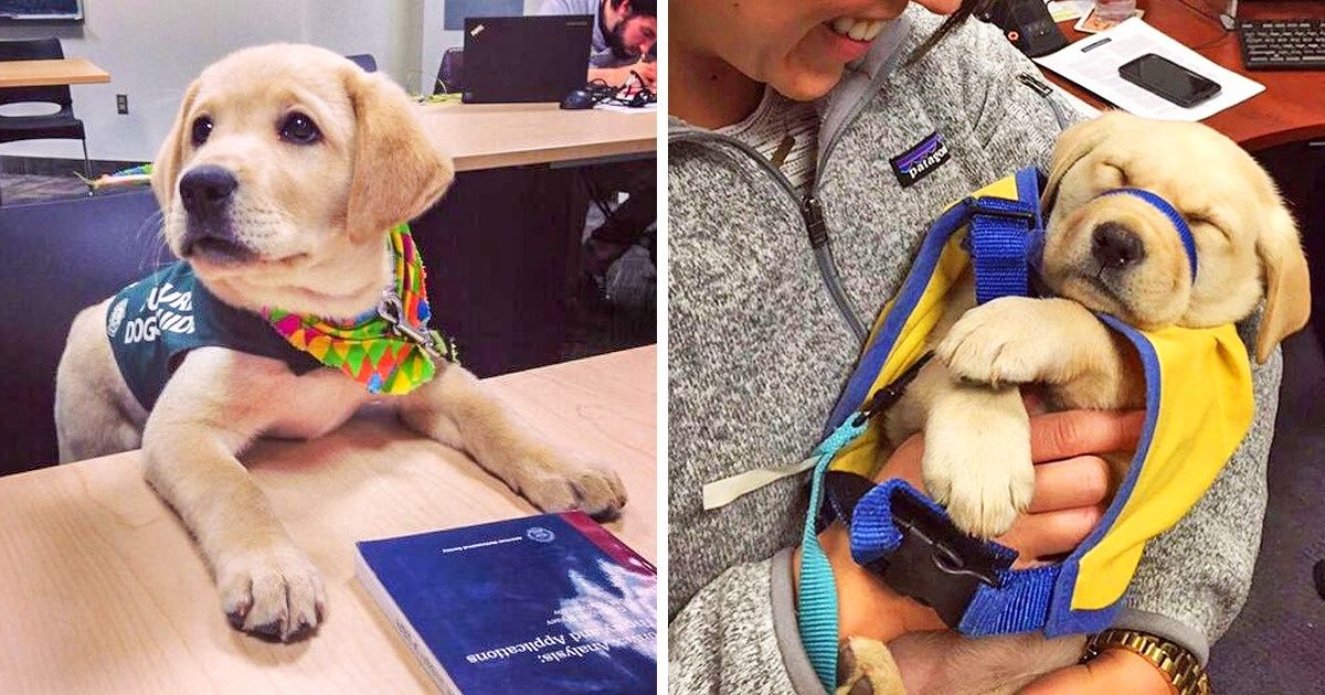 20 Cachorros que merecem o prêmio de funcionário mais fofo do mês