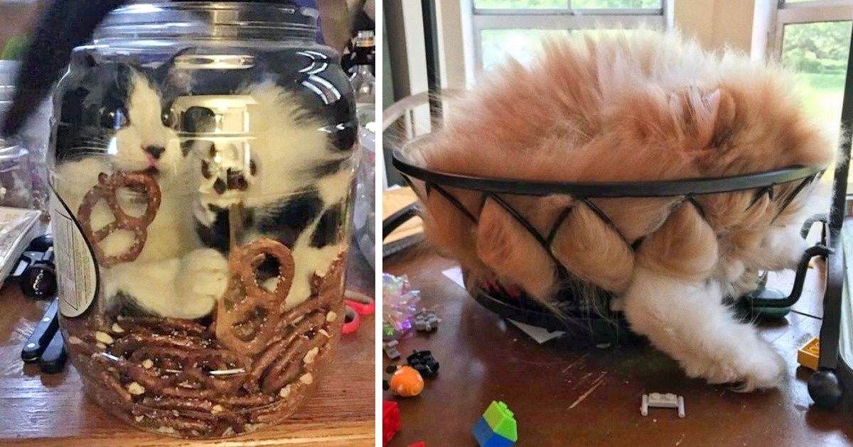 20 Gatinhos que ignoraram todas as leis da física