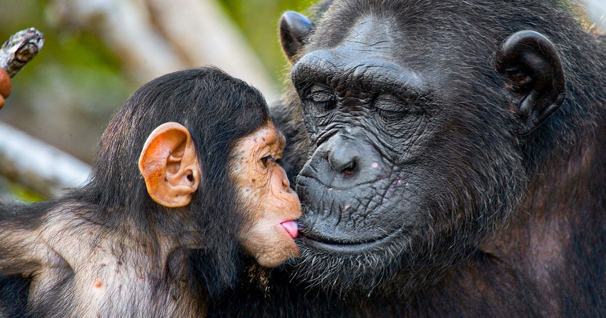 Um fotógrafo da Rússia capturou imagens incríveis da fauna africana Um fotógrafo da Rússia capturou imagens incríveis da fauna africana