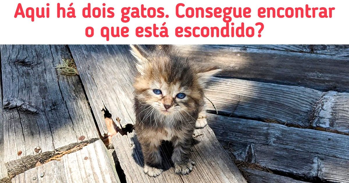 20+ Fotos com gatos especialistas na arte da camuflagem que vão testar o seu poder de observação