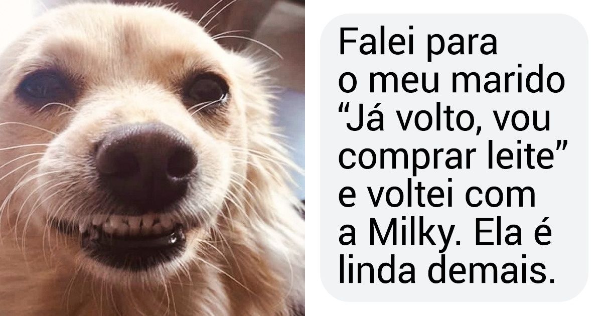 16 Seguidores do Incrível contam como adotaram seus pets e como eles entraram em suas vidas por acaso 16 Seguidores do Incrível contam como adotaram seus pets e como eles entraram em suas vidas por acaso