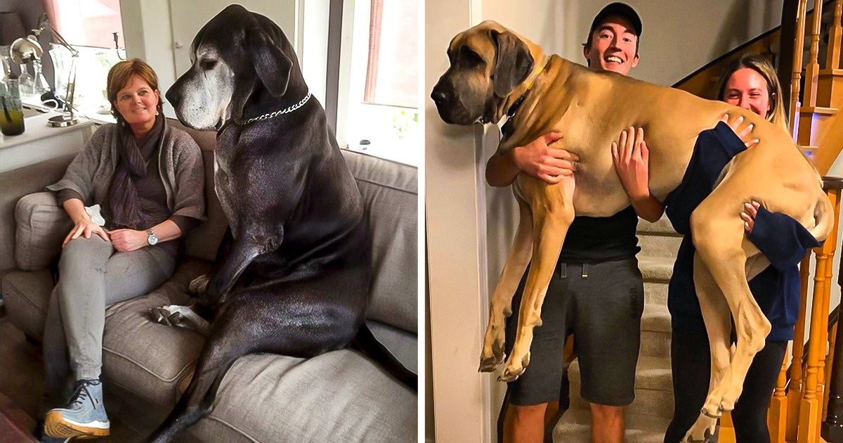 20 Animais de estimação que não fazem ideia do próprio tamanho 20 Animais de estimação que não fazem ideia do próprio tamanho