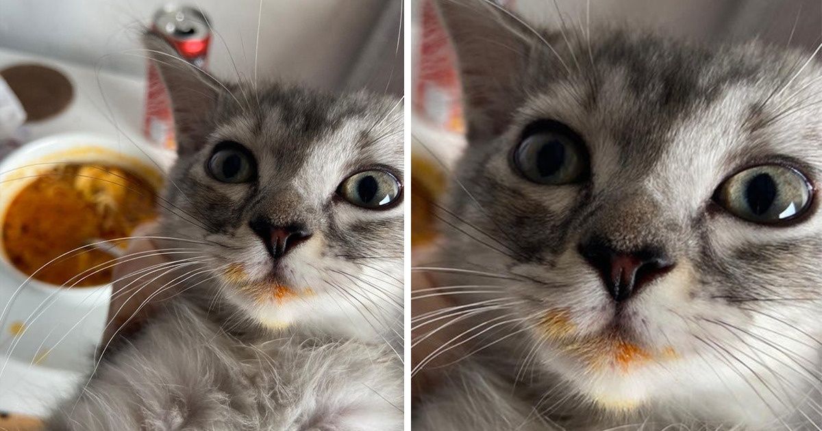 17 Animais que não resistiram à tentação e pegaram a comida de humanos distraídos