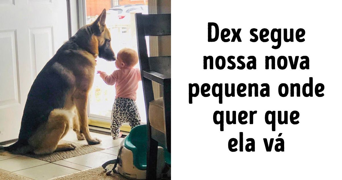 17 Bichos de estimação que são presentes na vida de seus donos
