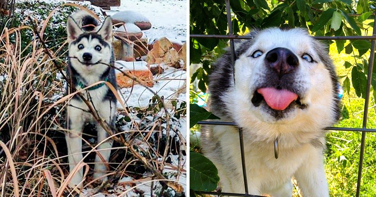 24 Provas de que os huskies são graciosamente esquisitos