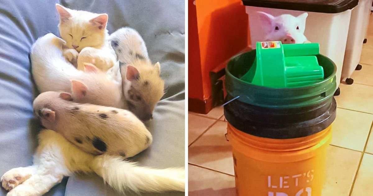 Se você está pensando em ter um porquinho, aqui estão 19 fotos que podem convencê-lo