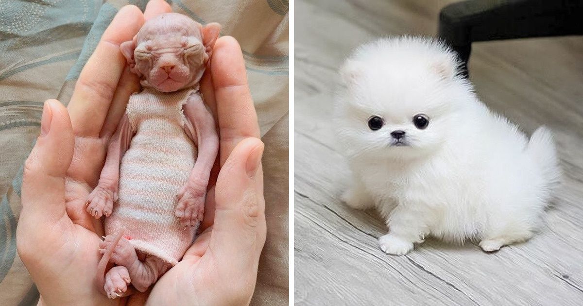 15+ Pets capazes de deixar seu dia muito melhor