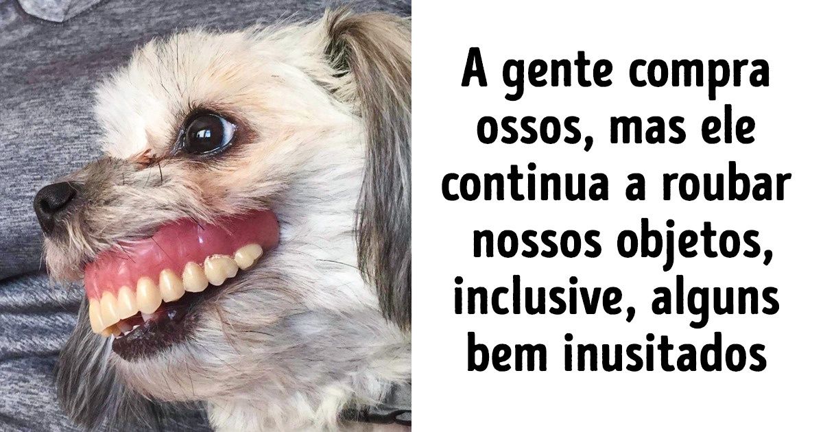 20 Internautas compartilham a expectativa e a realidade da vida de um dono de pet