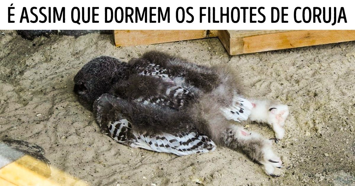 15+ Dados surpreendentes sobre animais incríveis que talvez nem os professores de biologia conheçam