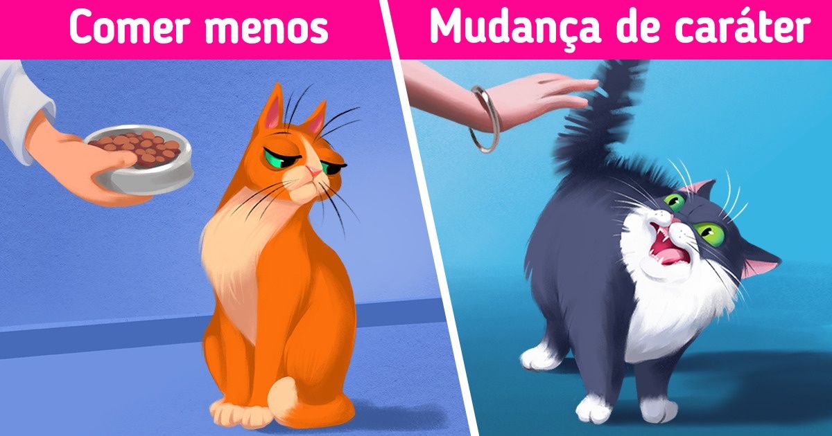 8 Sinais que podem indicar que o nosso gato está deprimido, e o que fazer para animá-lo