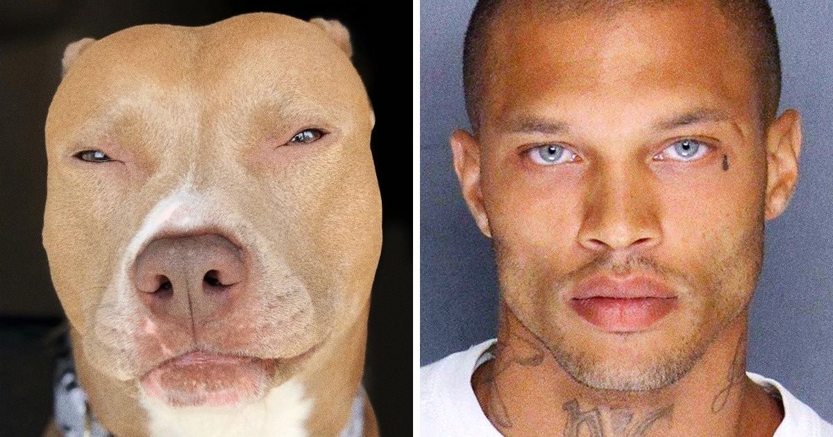 20+ Cães que nos fazem lembrar muito de alguém. Espere, parece que já adivinhamos quem 20+ Cães que nos fazem lembrar muito de alguém. Espere, parece que já adivinhamos quem