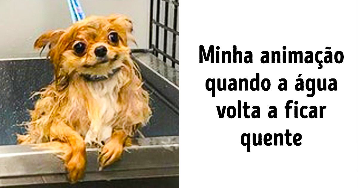 Você vai se apaixonar por estes simpáticos Lulus da Pomerânia