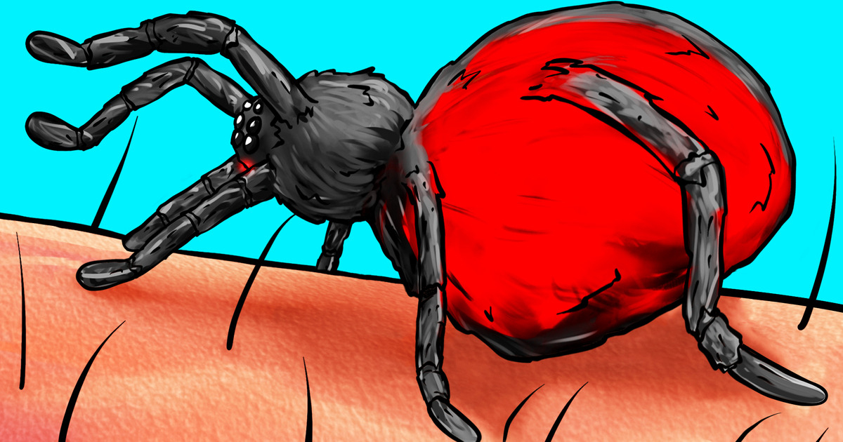 O Que Acontece Com Seu Corpo Quando É Picado Por Uma Aranha O Que Acontece Com Seu Corpo Quando É Picado Por Uma Aranha