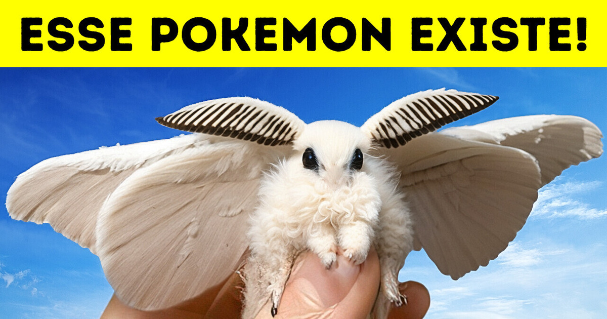 A mariposa poodle venezuelana: Pokemon da vida real (e com um segredinho)