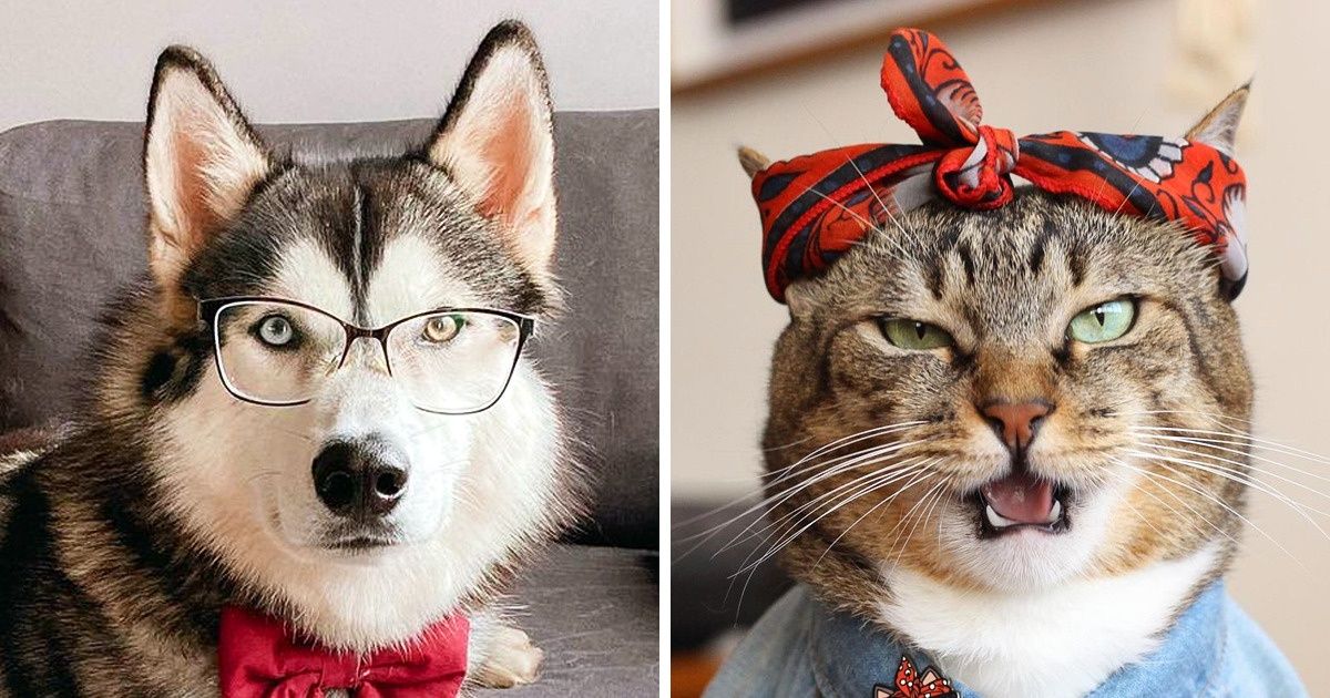21 Pets com perfis fofos e divertidos no Instagram que ajudam a melhorar nosso dia 21 Pets com perfis fofos e divertidos no Instagram que ajudam a melhorar nosso dia