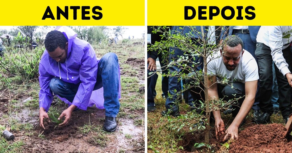 População da Etiópia planta mais de 350 milhões de árvores em 12 horas para combater o desmatamento População da Etiópia planta mais de 350 milhões de árvores em 12 horas para combater o desmatamento